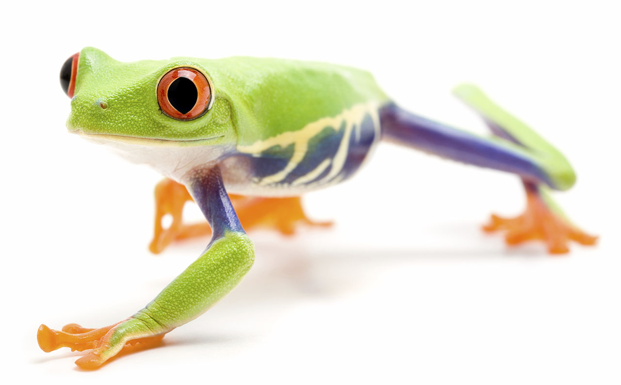 Red Eyed Tree Frog Crawling