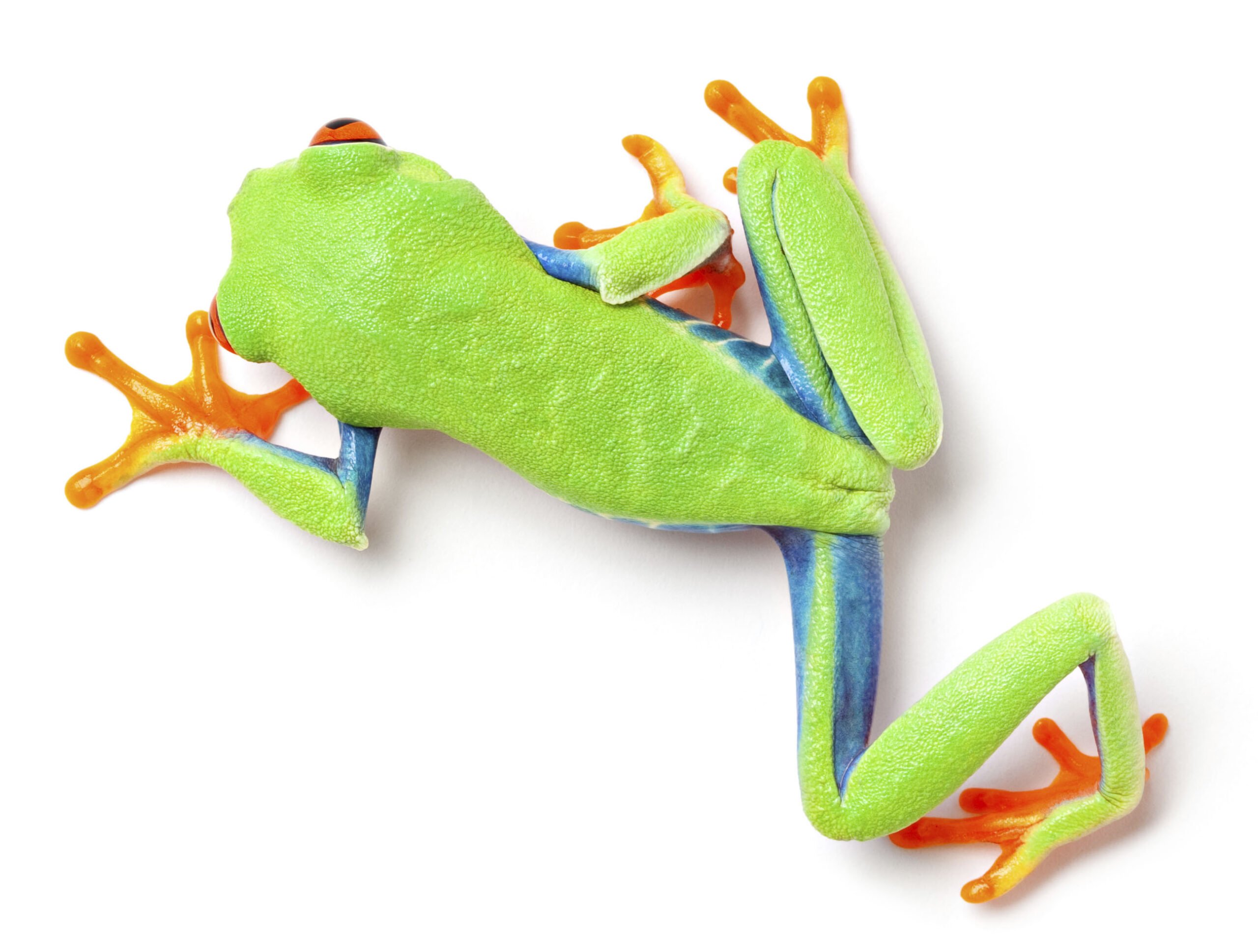 Red Eyed Tree Frog Top View